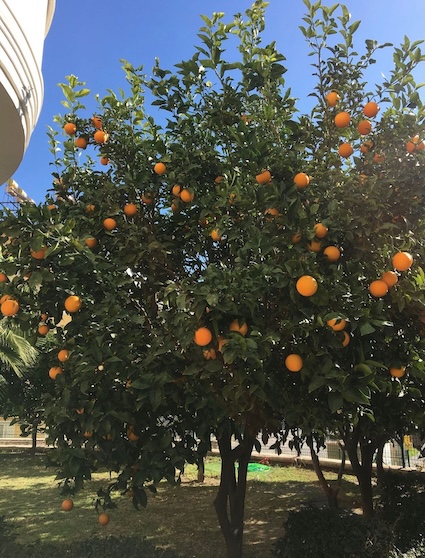 Недорогая квартира в центре Алании в комплексе Elit 4 - Фото 6